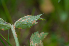 Uromyces alpinus