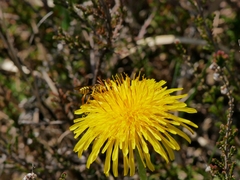Nomada goodeniana