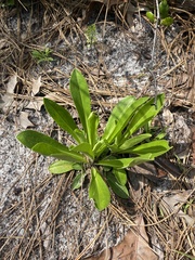 Carphephorus corymbosus