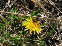 Nomada goodeniana