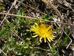 Nomada goodeniana
