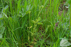 Peronospora trivialis