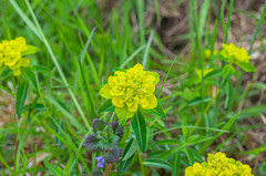 Euphorbia verrucosa
