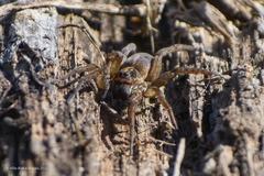 Trochosa spinipalpis