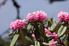 Rhododendron kesangiae