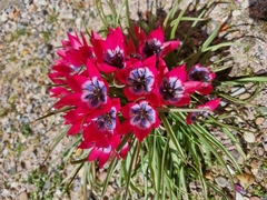 Tulipa humilis
