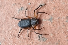 Platyoides walteri