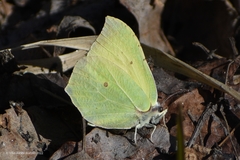 Gonepteryx rhamni