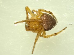 Araneus triguttatus