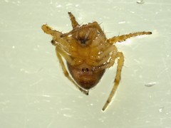 Araneus triguttatus