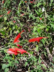 Salvia haenkei