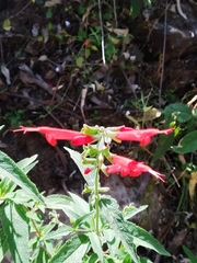 Salvia haenkei
