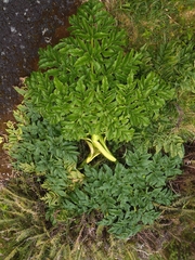 Angelica lignescens