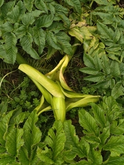 Angelica lignescens
