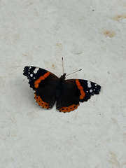 Vanessa atalanta