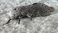 Polyphagozerra coffeae