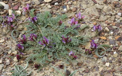 Astragalus suprapilosus