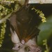 Sierra Leone Collared Fruit Bat - Photo (c) Jakob Fahr, some rights reserved (CC BY-NC), uploaded by Jakob Fahr