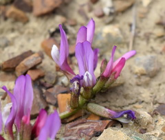 Astragalus suprapilosus