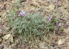Astragalus subuliformis