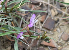 Astragalus subuliformis
