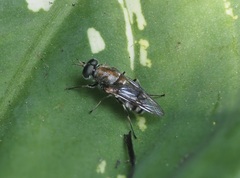 Adoxomyia