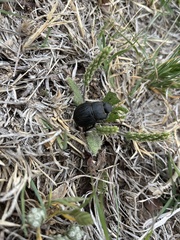 Phyllophaga cribrosa