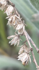 Artemisia tripartita