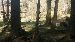Capreolus capreolus