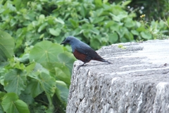 Monticola solitarius philippensis