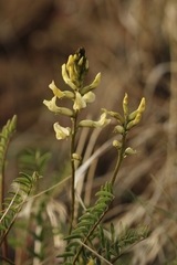 Astragalus eremiticus
