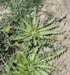 Neotorularia torulosa