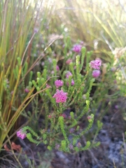 Erica barbigeroides