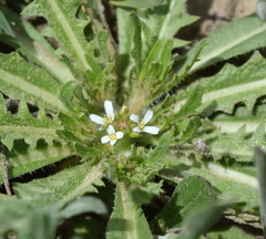 Neotorularia torulosa