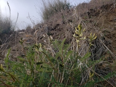 Astragalus eremiticus