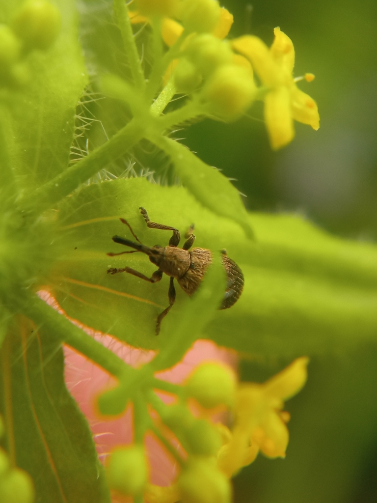Trichopterapion holosericeum