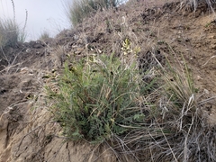 Astragalus eremiticus