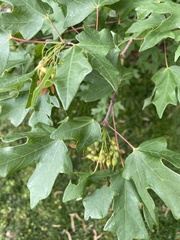 Acer grandidentatum