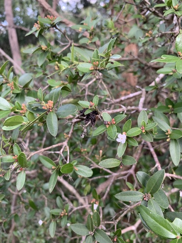 Sand Carissa (Carissa tetramera)