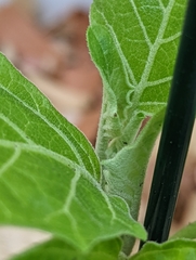 Solanum aethiopicum