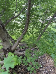 Acer grandidentatum