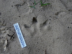 Hydrochoerus hydrochaeris