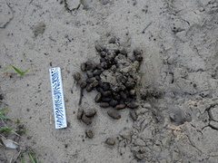 Hydrochoerus hydrochaeris