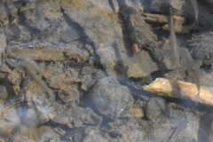 Rhinichthys atratulus