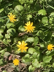 Ficaria verna