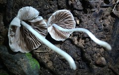 Coprinopsis lotinae