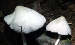 Coprinopsis lotinae