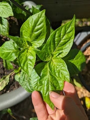 Capsicum baccatum
