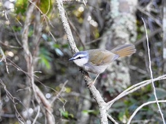 Myiothlypis leucophrys