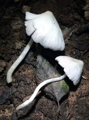 Coprinopsis lotinae